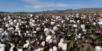 wa cotton