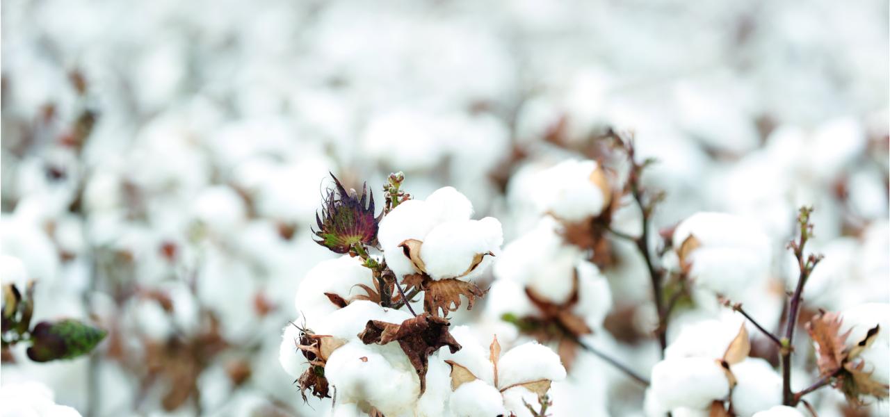 Cotton
